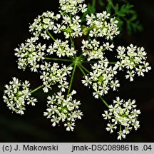 Conium maculatum (szczwół plamisty)