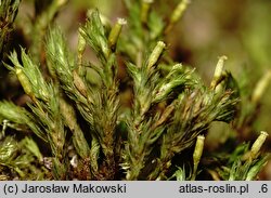Orthotrichum speciosum (szurpek kosmaty)