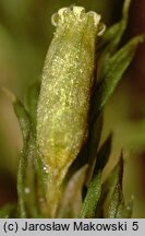 Orthotrichum speciosum (szurpek kosmaty)