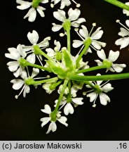 Conium maculatum (szczwół plamisty)