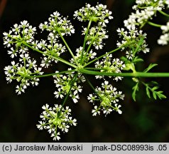 Conium maculatum (szczwół plamisty)