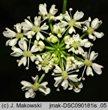 Conium maculatum (szczwół plamisty)