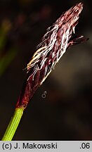 Carex plantaginea (turzyca babkowata)