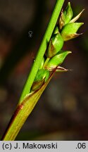 Carex plantaginea (turzyca babkowata)