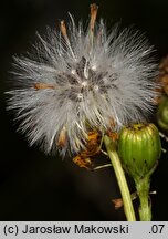 Senecio inaequidens (starzec nierównozębny)