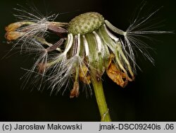 Senecio inaequidens (starzec nierównozębny)