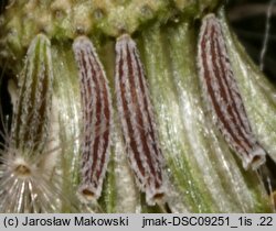 Senecio inaequidens (starzec nierównozębny)