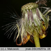 Senecio inaequidens (starzec nierównozębny)