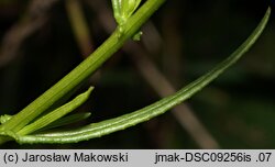 Senecio inaequidens (starzec nierównozębny)