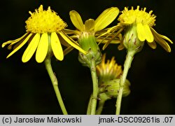 Senecio inaequidens (starzec nierównozębny)