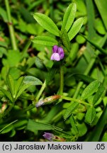 Vicia lathyroides (wyka lędźwianowata)