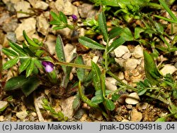 Vicia lathyroides (wyka lędźwianowata)