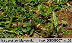 Vicia lathyroides (wyka lędźwianowata)