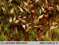 Polytrichum piliferum (płonnik włosisty)