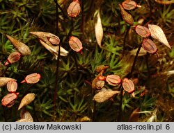 Polytrichum piliferum (płonnik włosisty)