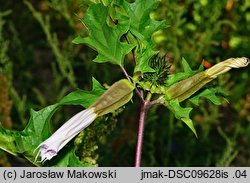 Datura tatula (bieluń dziędzierzawa odm. tatula)