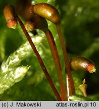 Pseudoscleropodium purum (brodawkowiec czysty)