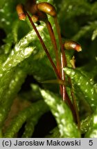 Pseudoscleropodium purum (brodawkowiec czysty)