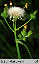 Sonchus oleraceus (mlecz zwyczajny)