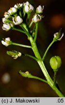 Teesdalea nudicaulis (chroszcz nagołodygowy)