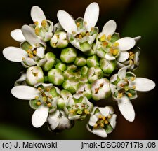 Teesdalea nudicaulis (chroszcz nagołodygowy)