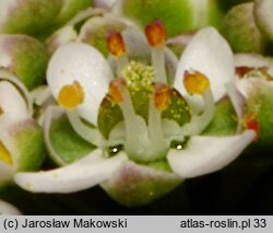 Teesdalea nudicaulis (chroszcz nagołodygowy)