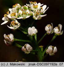 Teesdalea nudicaulis (chroszcz nagołodygowy)