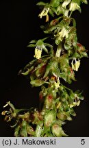 Rumex obtusifolius (szczaw tępolistny)