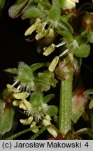 Rumex obtusifolius (szczaw tępolistny)