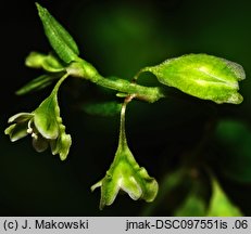 Fallopia dumetorum (rdestówka zaroślowa)