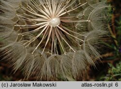 Tragopogon dubius (kozibród wielki)