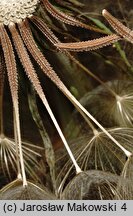 Tragopogon dubius (kozibród wielki)