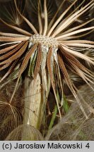 Tragopogon dubius (kozibród wielki)