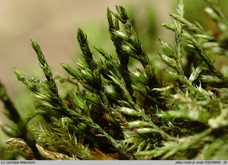 Cryphaea heteromalla (otulnik bezszczecinowy)