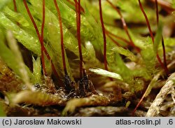 Brachythecium albicans (krótkosz wyblakły)