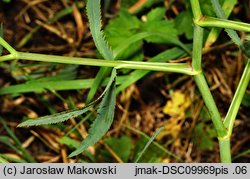 Falcaria vulgaris (sierpnica pospolita)