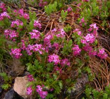 Daphne cneorum