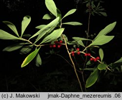 Daphne mezereum (wawrzynek wilczełyko)