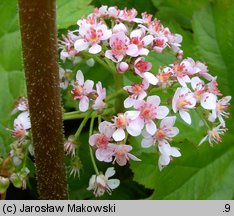 Darmera peltata (tarczownica tarczowata)