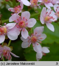 Darmera peltata (tarczownica tarczowata)