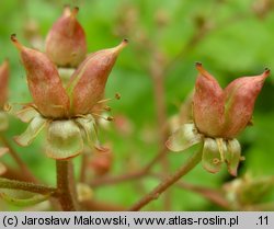 Darmera peltata (tarczownica tarczowata)