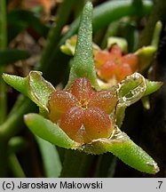 Delosperma cooperi (słonecznica Coopera)