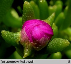 Delosperma cooperi (słonecznica Coopera)