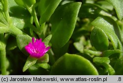 Delosperma harazianum