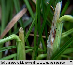 Deschampsia cespitosa (śmiałek darniowy)