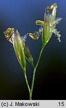 Deschampsia cespitosa (śmiałek darniowy)