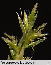 Deschampsia cespitosa (śmiałek darniowy)