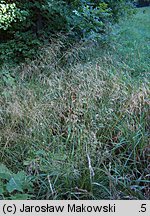 Deschampsia cespitosa (śmiałek darniowy)