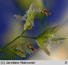 Deschampsia cespitosa (śmiałek darniowy)
