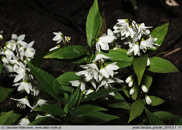 Deutzia gracilis (żylistek wysmukły)